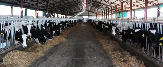 Mandıra Isıtma Sistemi